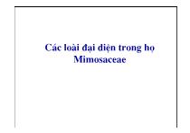 Các loài đại diện trong họ Mimosacea