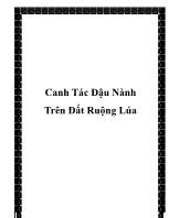 Canh tác đậu nành trên đất ruộng lúa