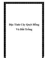 Đặc tính cây quýt hồng và đất trồng