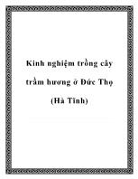 Kinh nghiệm trồng cây trầm hương ở Đức Thọ (Hà Tĩnh)