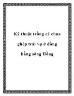 Kỹ thuật trồng cà chua ghép trái vụ ở đồng bằng sông Hồng