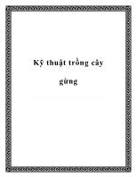 Kỹ thuật trồng cây gừng