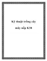 Kỹ thuật trồng cây mây nếp K38