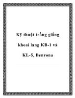 Kỹ thuật trồng giống khoai lang KB - 1 và KL- 5, Benrona