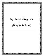 Kỹ thuật trồng mía giống (mía hom)