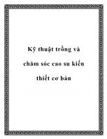 Kỹ thuật trồng và chăm sóc cao su ki ến thiết cơ bản