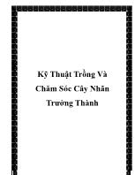 Kỹ thuật trồng và chăm sóc cây nhãn trưởng thành