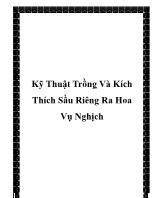 Kỹ thuật trồng và kích thích sầu riêng ra hoa vụ nghịch