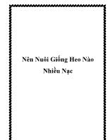 Nên nuôi giống heo nào nhiều nạc