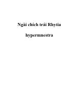 Ngài chích trái Rhytia hypermnestra