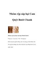 Nhóm rệp sáp hại cam quýt bưởi chanh