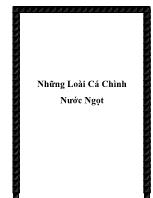 Những loài cá chình nước ngọt