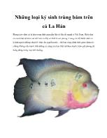Những loại ký sinh trùng bám trên cá La Hán