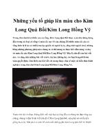 Những yếu tố giúp lên màu cho kim long quá bối/kim long Hồng Vỹ