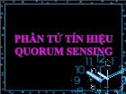 Phân tử tín hiệu quorum sensing