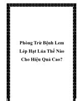 Phòng trừ bệnh lem lép hạt lúa thế nào cho hiệu quả cao