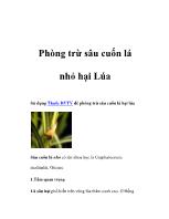 Phòng trừ sâu cuốn lá nhỏ hại Lúa