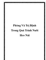 Phòng và trị bệnh trong quá trình nuôi heo nái