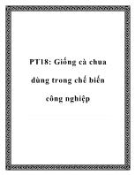 PT18: Giống cà chua dùng trong chế biến công nghiệp