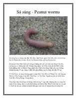 Sá sùng - Peanut worms