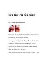 Sâu đục trái sầu riêng