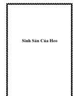 Sinh sản của heo