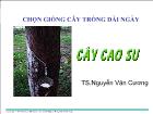 Tìm hiểu về giống cây cao su