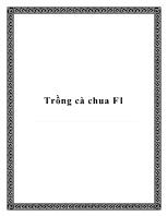 Trồng cà chua F1