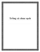 Trồng cà chua sạch