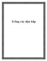 Trồng cây đậu bắp