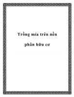 Trồng mía trên nền phân hữu cơ