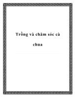 Trồng v à chăm sóc cà chua